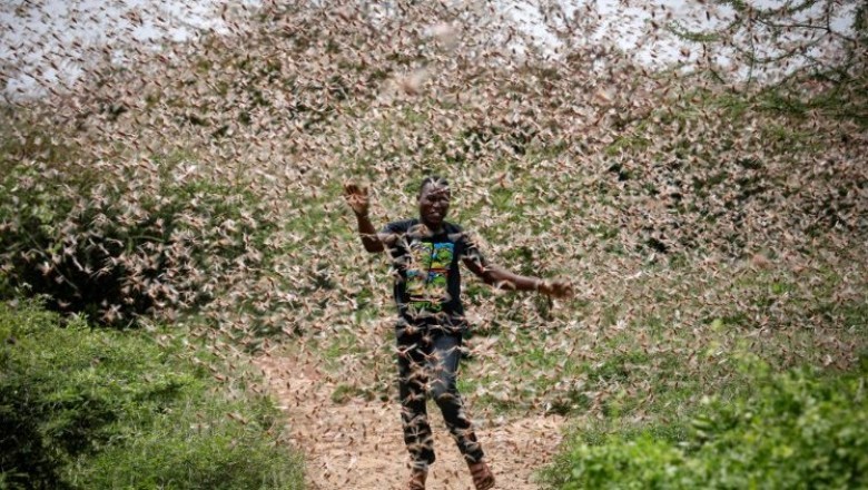 Locusts Attack on Najran Desert