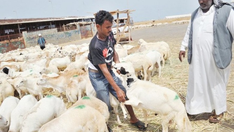More than a million ‘sacrificial’ animals ready for Hajj